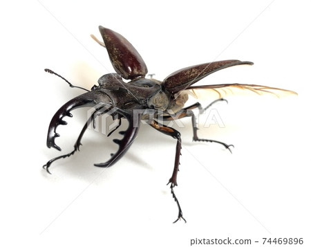 鍬蟲Lucanus maculifemoratus 74469896
