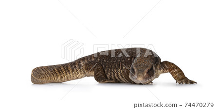 Savannah Monitor lizard on white background Savannah Monitor lizard on white background 74470279