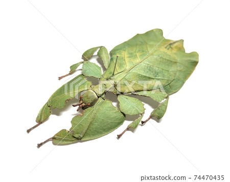 Leaf insect Phyllium pulcrifolium 74470435