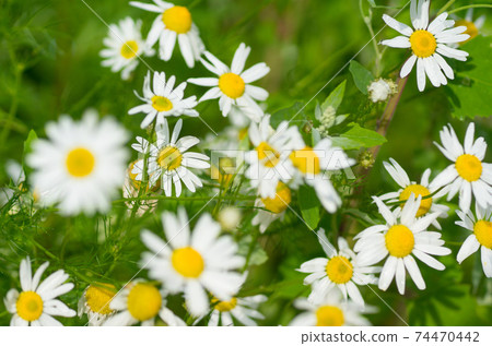 blooming chamomile field closeup 74470442