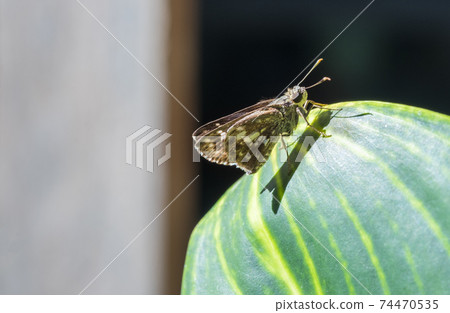 Brown moths perched on the leaves are part of nature. Brown moths perched on the leaves are part of nature. 74470535