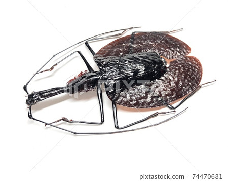 小提琴甲蟲Mormolyce phyllodes 小提琴甲蟲Mormolyce phyllodes 74470681