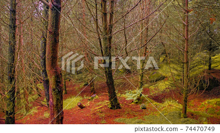 Magical fairytale forest with ancient evergreen trees, moos and lichen and a hiking trail going through woods at Faroe Islands, early Autumn 74470749