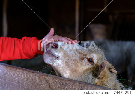 wonam caresses the sheep. Female hands caress the head of a sheep wonam caresses the sheep. Female hands caress the head of a sheep 74471291