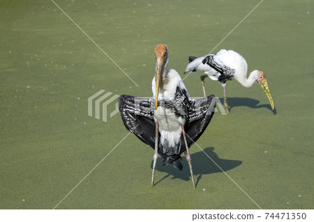 The Painted Stork bird (Mycteria leucocephala) is show dry wings and eatting from the water 74471350