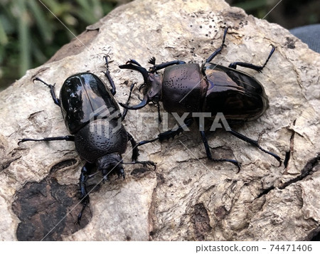 鏈黴菌 鏈黴菌 74471406