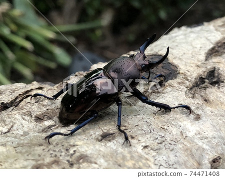 Streptocerus speciosus Streptocerus speciosus 74471408