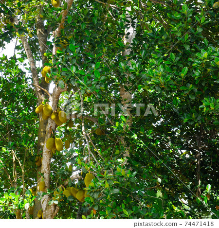 Breadfruit (Artocarpus altilis) tree with ripe fruits. 74471418