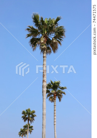 Shizuoka Shimoda palm tree 74471575