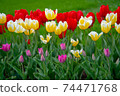 Decorative colorful spring tulips in public park 74471768