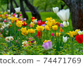 Decorative colorful spring tulips in public park 74471769