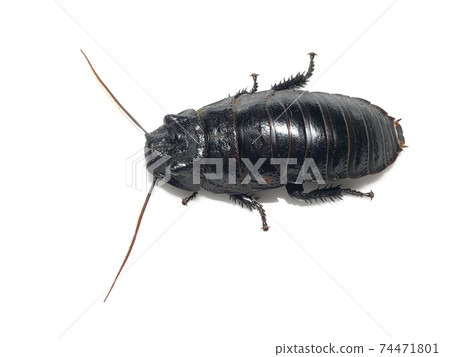 Madagascar hissing Princisia vanwaerebeki 74471801