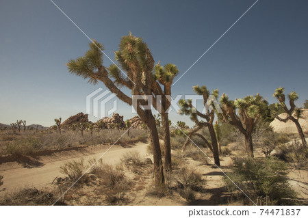 Joshua tree Joshua tree 74471837