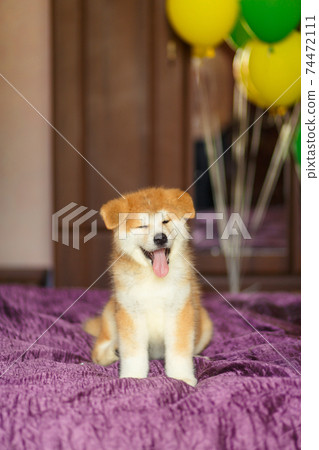 Akita inu best sale for adoption