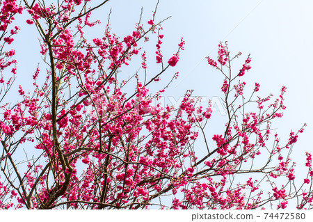 Blooming cherry blossoms Blooming cherry blossoms 74472580