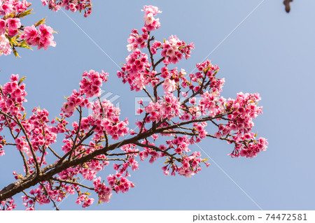 Blooming cherry blossoms Blooming cherry blossoms 74472581