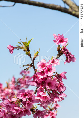 Blooming cherry blossoms 74472584