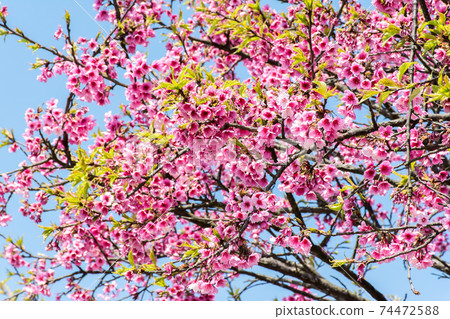 Blooming cherry blossoms Blooming cherry blossoms 74472588