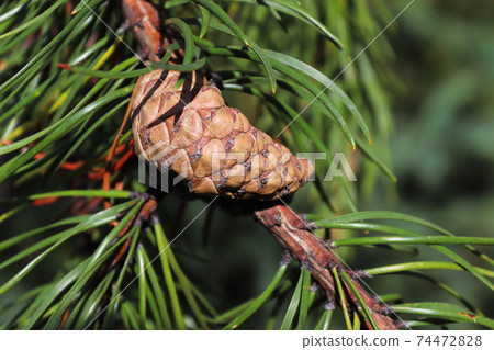 An older but closed pine cone on a branch An older but closed pine cone on a branch 74472828