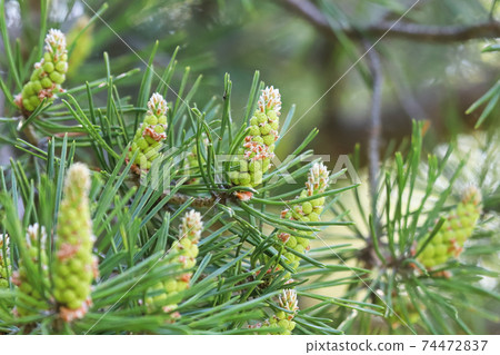 Closeup of male pine cones about to burst with pollen Closeup of male pine cones about to burst with pollen 74472837