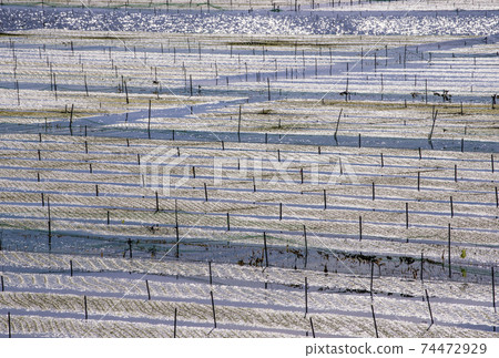 Sea lettuce seaweed farming sea lettuce and sea seaweed field scenery Sea lettuce seaweed farming sea lettuce and sea seaweed field scenery 74472929