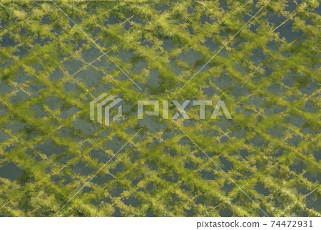 Sea lettuce seaweed farming sea lettuce and sea seaweed field scenery 74472931