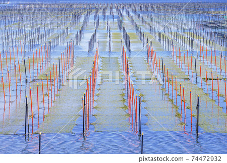 Sea lettuce seaweed farming sea lettuce and sea seaweed field scenery Sea lettuce seaweed farming sea lettuce and sea seaweed field scenery 74472932
