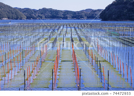 海生菜海藻養殖伊勢志摩海生菜和海 照片素材 圖片 圖庫