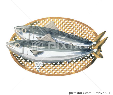Mackerel Zaru watercolor style Mackerel Zaru watercolor style 74473824