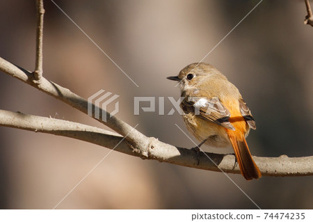 Adorable winter bird Daurian Redstart 74474235