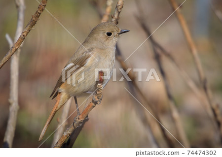 Adorable winter bird Daurian Redstart Adorable winter bird Daurian Redstart 74474302