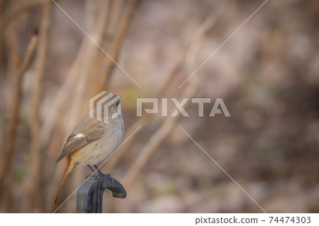 Adorable winter bird Daurian Redstart 74474303