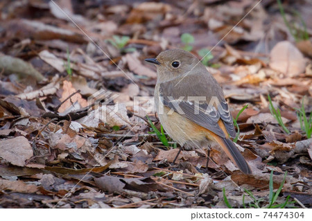 Adorable winter bird Daurian Redstart Adorable winter bird Daurian Redstart 74474304