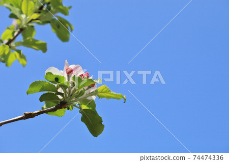 Newton's apple buds, flowers and blue sky 74474336