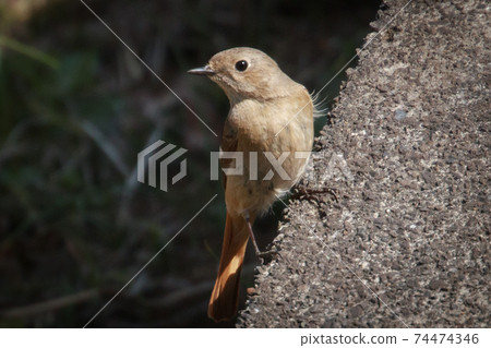 可愛的冬天鳥,Jobitaki 可愛的冬天鳥,Jobitaki 74474346