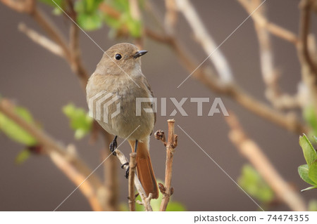 Adorable winter bird Daurian Redstart Adorable winter bird Daurian Redstart 74474355