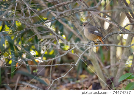 Adorable winter bird Daurian Redstart Adorable winter bird Daurian Redstart 74474787