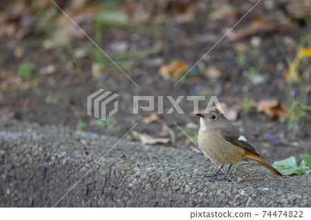 可愛的冬天鳥,Jobitaki 可愛的冬天鳥,Jobitaki 74474822