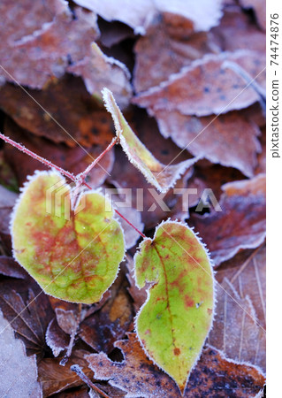 Deciduous leaves frosted by radiative cooling (Onhara Plateau) Deciduous leaves frosted by radiative cooling (Onhara Plateau) 74474876