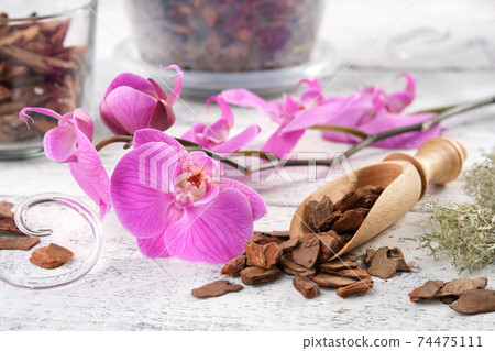Beautiful purple orchid flower and wooden scoop of pine bark. Beautiful purple orchid flower and wooden scoop of pine bark. 74475111
