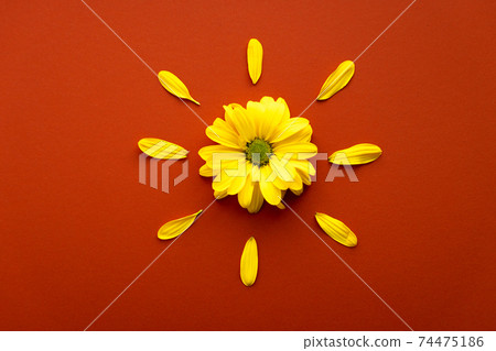 layout of bright yellow natural flowers on hot orange red background. Floral sun made of daisies. pattern of fresh plants on solid colored tint. spring, summer, women day, mothers Day, ecology concept layout of bright yellow natural flowers on hot orange red background. Floral sun made of daisies. pattern of fresh plants on solid colored tint. spring, summer, women day, mothers Day, ecology concept 74475186