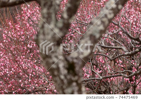 Plum tree 74475469