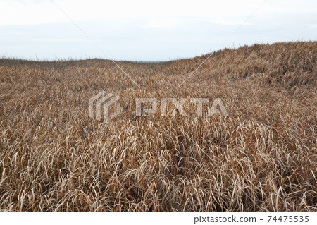 One side of dead grass leading to the Fukiagehama coast One side of dead grass leading to the Fukiagehama coast 74475535