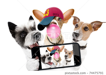 group of dogs taking selfie with smartphone 74475791