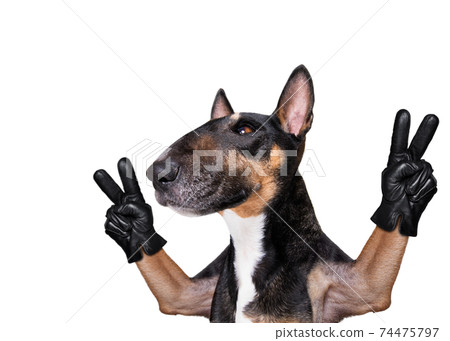 dog victory and peace fingers 74475797