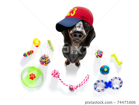 cool baseball cap urban dog 74475806