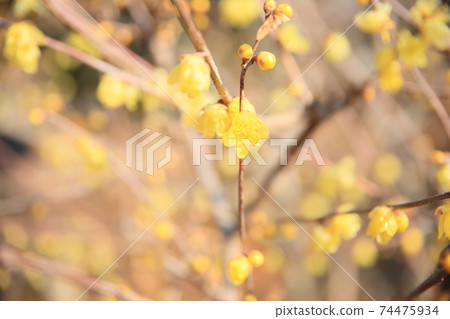 Lobai flower Lobai flower 74475934