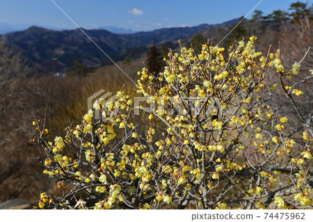 Hodosan, Nagatoro-cho, Chichibu-gun, Saitama Prefecture Japanese allspice garden and mountain range Hodosan, Nagatoro-cho, Chichibu-gun, Saitama Prefecture Japanese allspice garden and mountain range 74475962