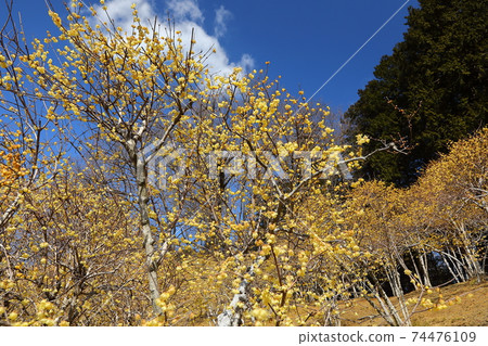 Sa玉縣秩父郡長鳥町霍多山 74476109