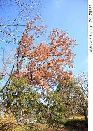 Leaves of Quercus serrata 74476225